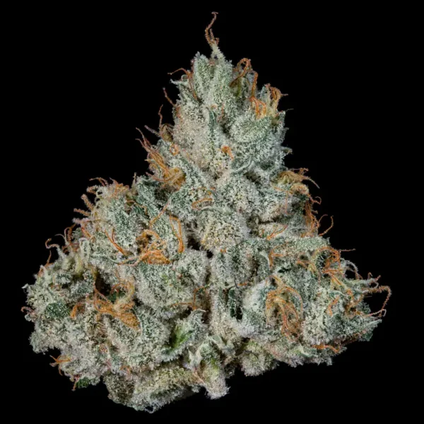 Studio Sesh Seeds by Wizard Trees