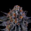 Tea Time Seeds by Wizard Trees