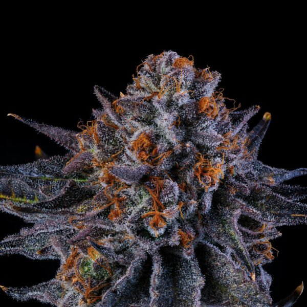 Tea Time Seeds by Wizard Trees
