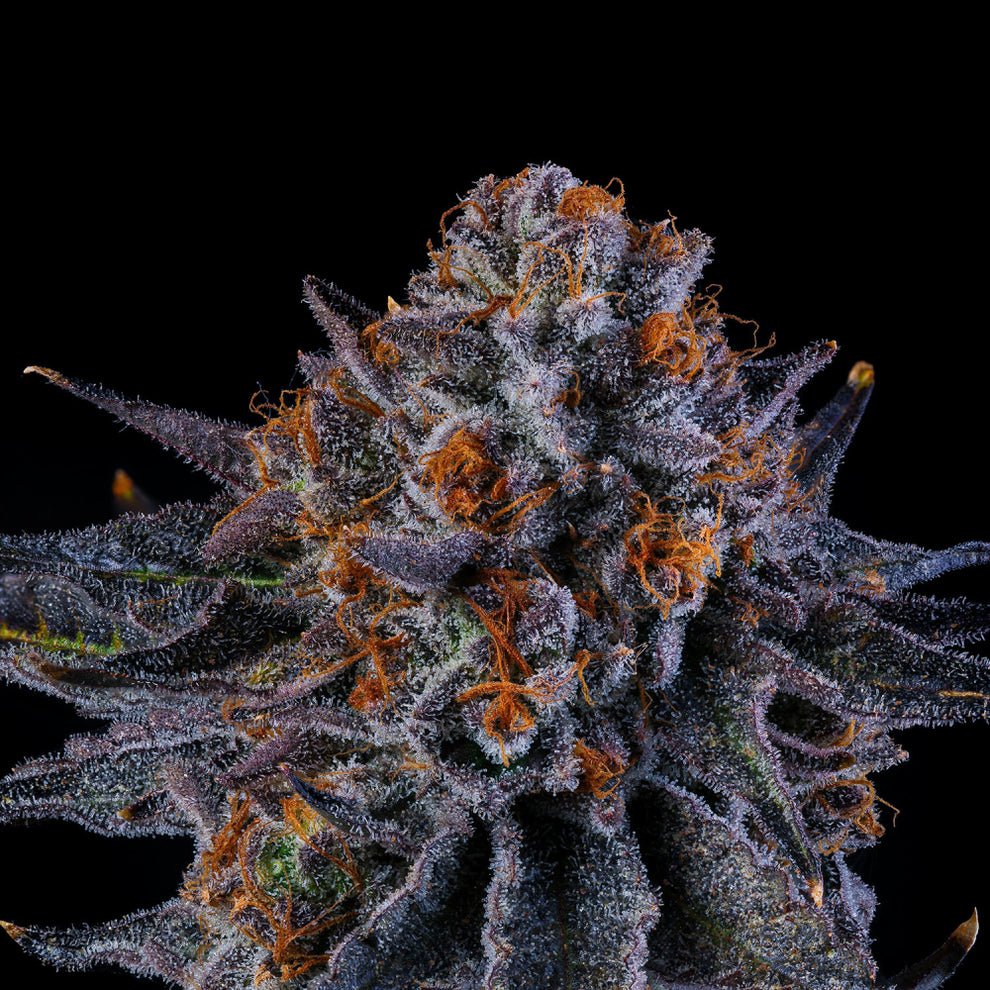 Tea Time Seeds by Wizard Trees