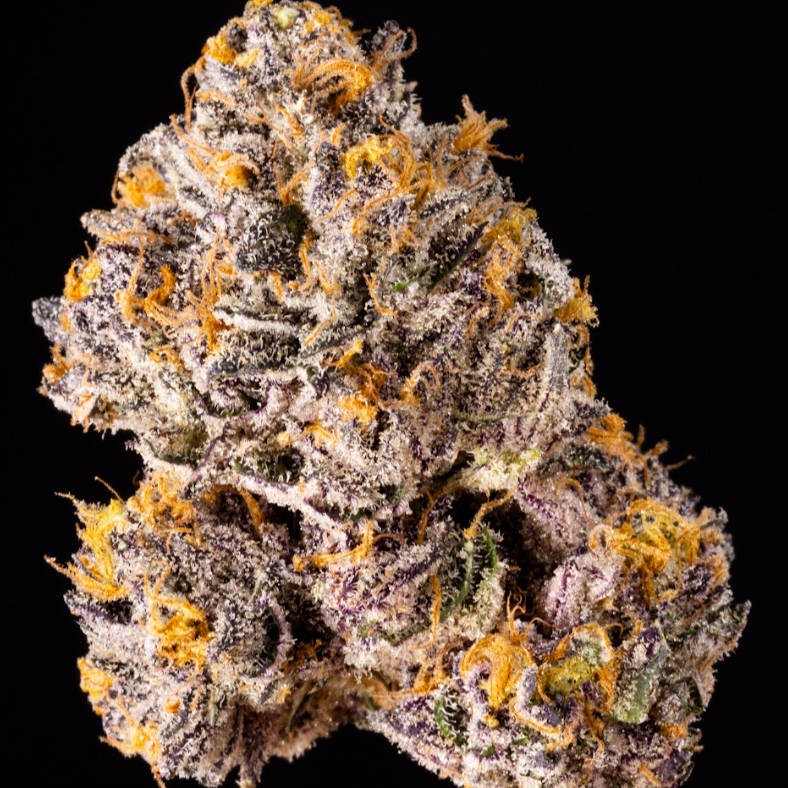 The Keeper Seeds by Wizard Trees