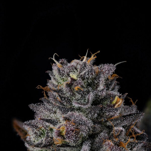White Soho Seeds by Wizard Trees