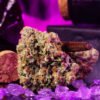 Wizard Fuel Seeds by Wizard Trees